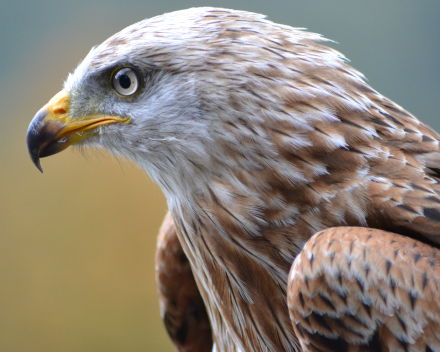 Roofvogels