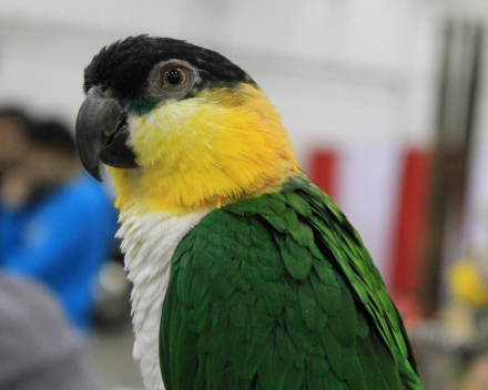 Caique