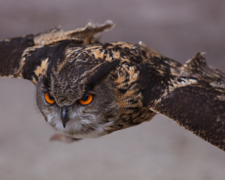 Roofvogels