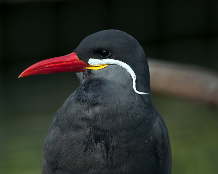 Park-/Watervogels