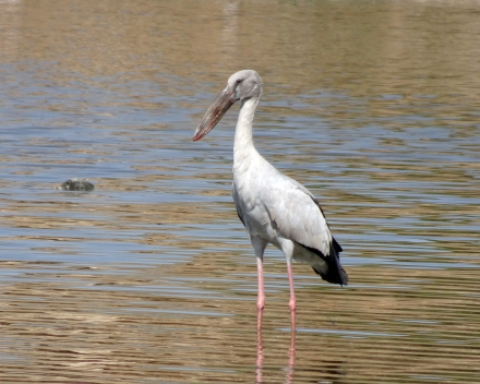 Park-/Watervogels