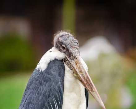 Park-/Watervogels