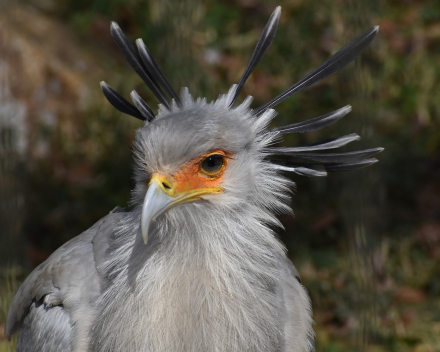 Roofvogels