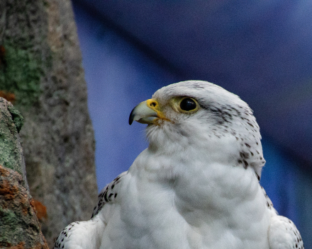 Roofvogels