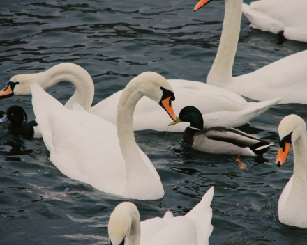 Park- en watervogels