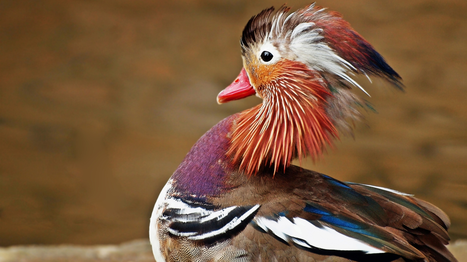 Oiseaux de parcaquatiques Galluvet Oiseaux et Volaille