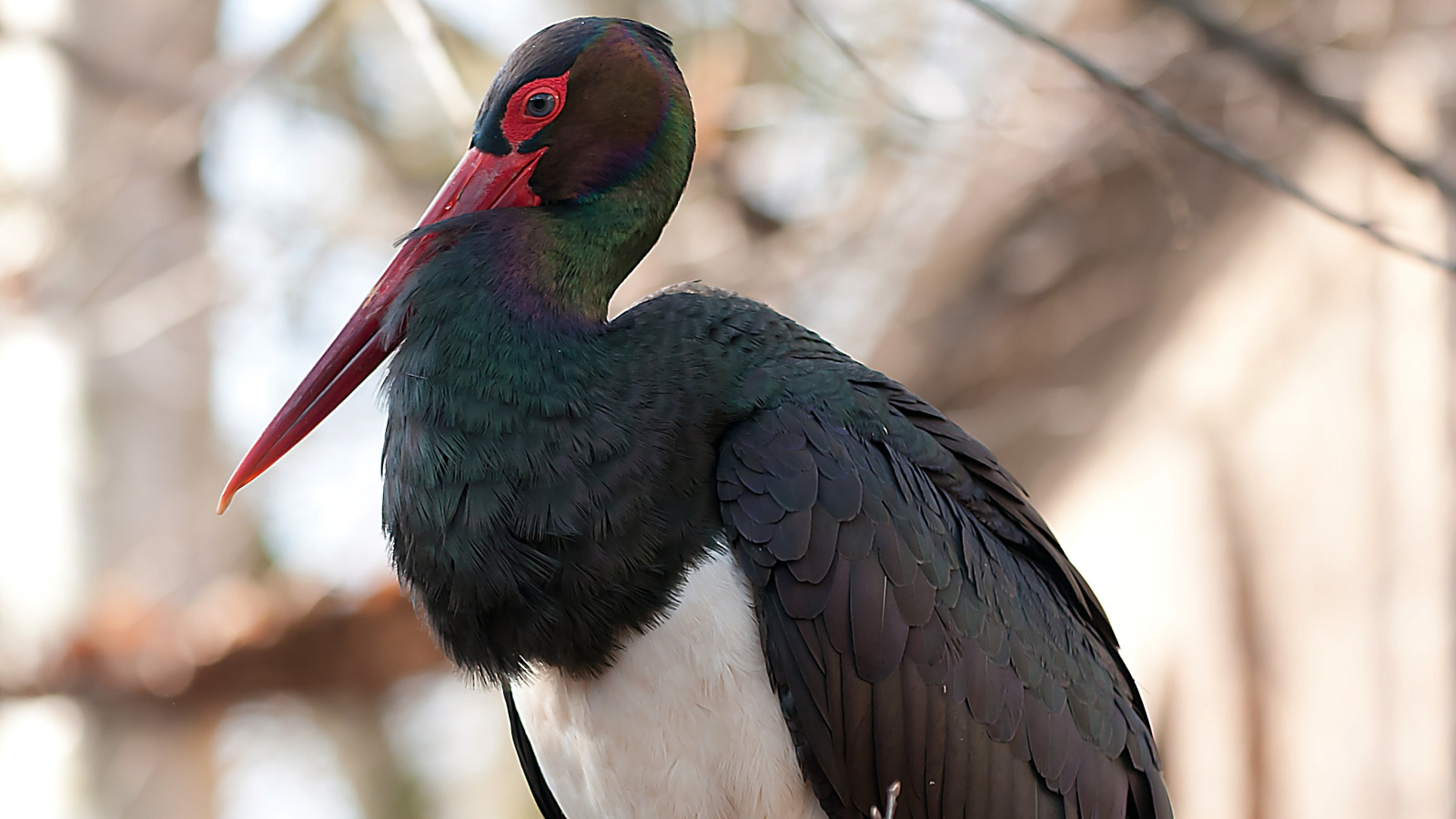 Oiseaux de parc|aquatiques | Galluvet Oiseaux et Volaille