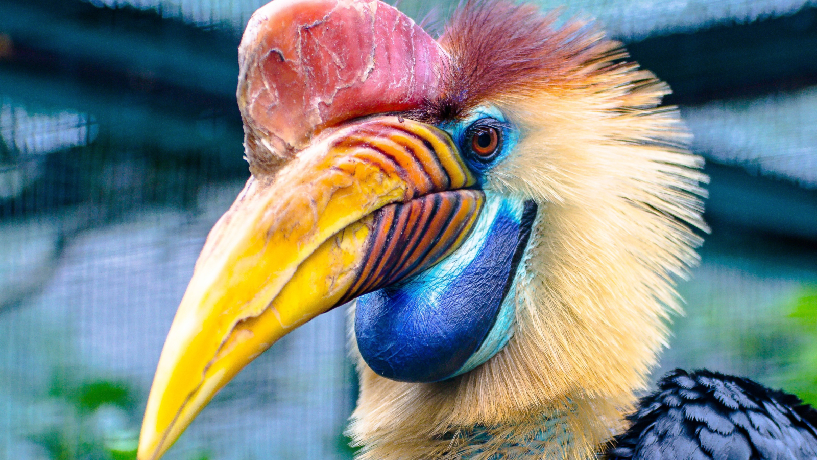 Oiseaux de parc|aquatiques | Galluvet Oiseaux et Volaille