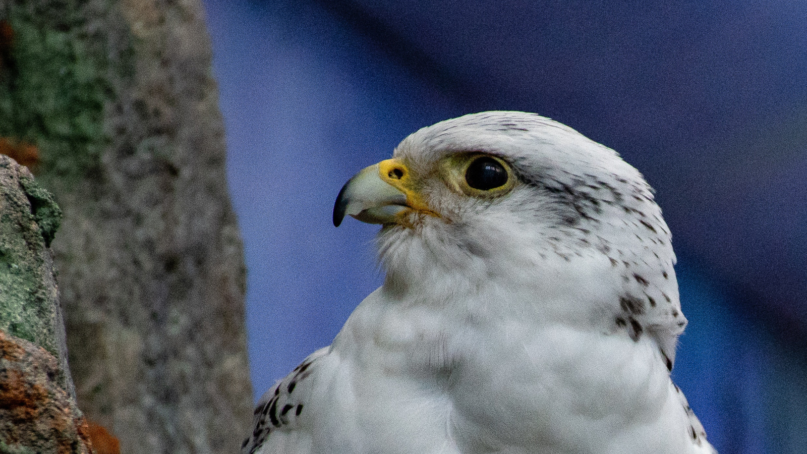 Rapaces | Galluvet Oiseaux et Volaille