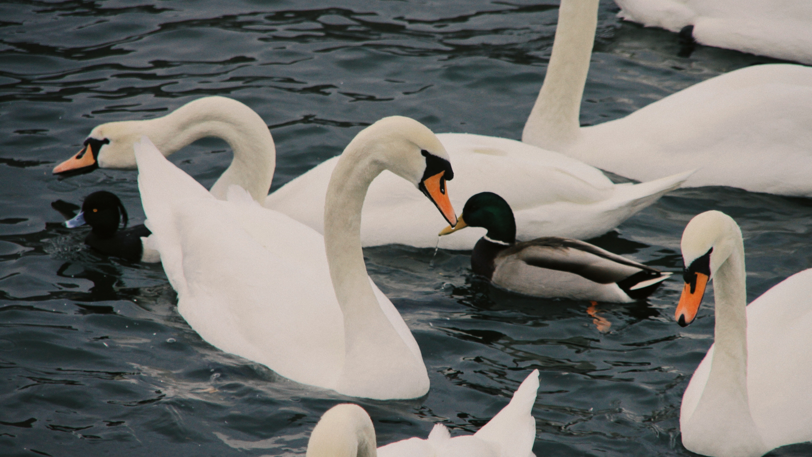 Oiseaux de parc|aquatiques | Galluvet Oiseaux et Volaille